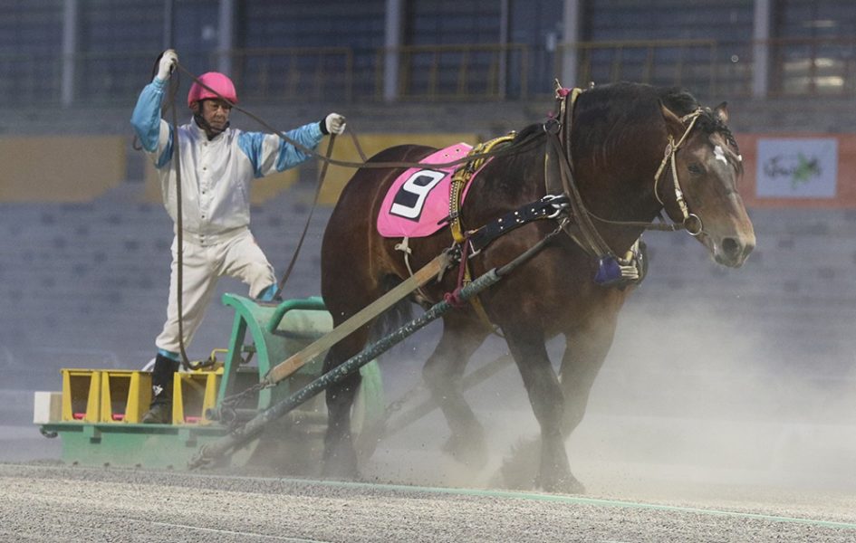 世界で唯一の引きそりレース